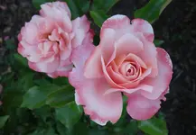 rsn2015 (18).webp