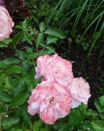 rsn2016 (19).webp