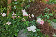 DSCF2185 (2).webp