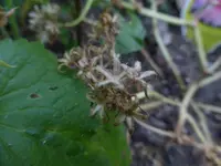P1470010.webp
