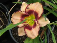 awasome blossom_1067x800.webp