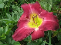 cameroons1_1067x800.webp