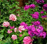 IMG_5527.webp
