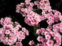 IMG_5530.webp