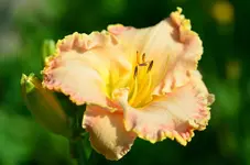 5AliciaRoseKissed.webp