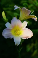 5CatherineWoodberry.webp
