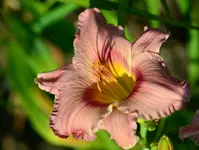 5Sämlingyellowspiderundyellowstar.webp