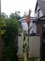 IMG-20150715-WA0042[1].webp