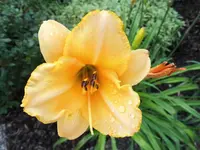 DSCI0049.webp