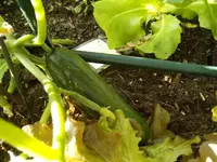 2015-07-14 die allererste Gurke.webp