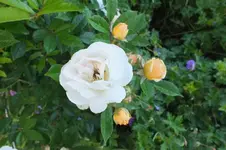 DSCF2071.webp