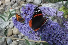 DSCF2211.webp