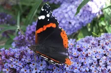 DSCF2220.webp