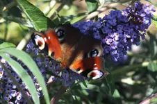 DSCF2222.webp