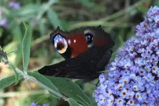 DSCF2226.webp