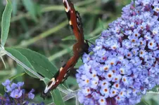 DSCF2227.webp