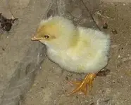 Einzelkuekenv.webp
