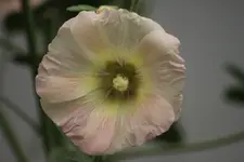 stockrose (4).webp