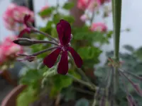 P1470021.webp