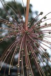 Allium Schuberti_Blütenstand-Endstand_Wassertropfen_makro_700.JPG