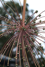Allium Schuberti_Blütenstand-Endstand_Wassertropfen_makro_700.webp