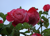 Rose pink_Wassertropfen_makro1_800.webp