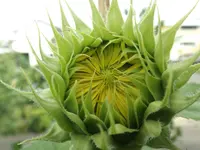 DSCF1450.webp