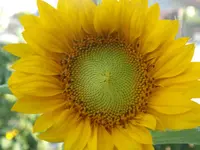 DSCF1459.jpg