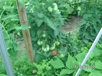 Brn (2).webp