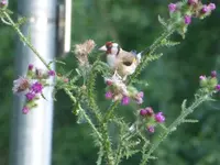 P1470042.webp