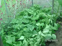 Bohnen & Chilli.webp
