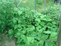 Bohnen & Chilli (2).webp