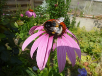 P1460358.webp