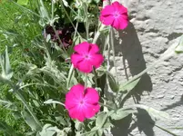 SL371261.webp