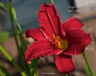 IMG_2324.webp