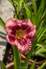IMG_2334.webp
