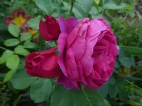 P1470001.webp