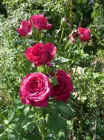 P1470031.webp