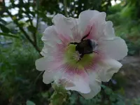 P1460971.webp