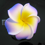Blume.webp