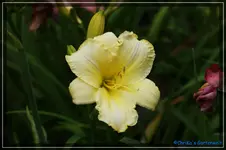 Anja 3.webp