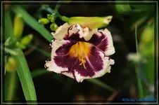 Carrick Wildon.webp