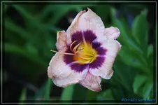 Flamboyan Edges.webp