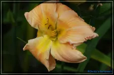 Fragezeichen 2 Säml. Fläming June.webp