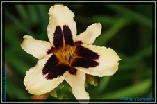 Lotus Position falsch geliefert.webp