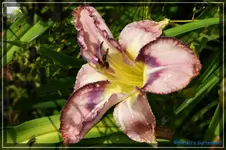 Mildred Mitchell.webp
