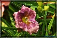 Sachsen Little Blue.webp