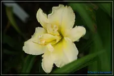 Schnickel Fritz.webp
