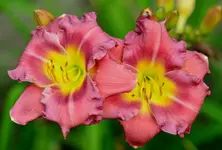 6A735.webp