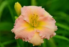 6Blessing.webp